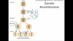 biology meiosis genetic variation 9