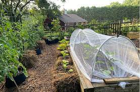 Gardening In Grow Bags Answers To All