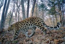 beautiful amur leopards