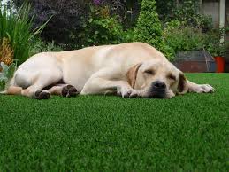 Artificial Turf For Pets In Scottsdale