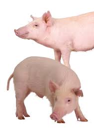 mini pig breeds american mini pig