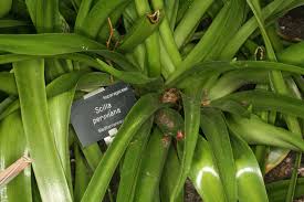 Scilla peruviana L. | Plants of the World Online | Kew Science