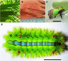 The Stinging Nettle Caterpillar Parasa