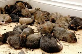Image result for jenis tikus