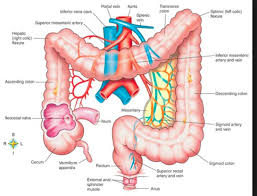 large intestine 2 diagram quizlet