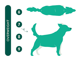 decoding dog weight is your pup in