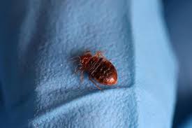 Bedbugs Vacation Without An