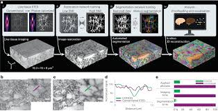 dense 4d nanoscale reconstruction of