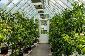 Greenhouse Vegetable Gardening