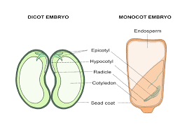 monocots vs dicots with diagrams