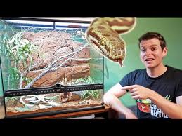 stimsons python enclosure setup you