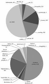 Data Content Diversity In Neuromorpho Org Pie Chart
