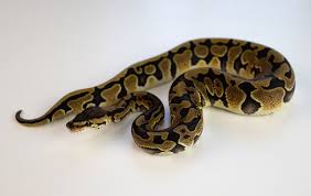 best substrate for ball pythons snake