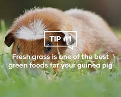 guinea pig care guide animates pet