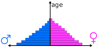 Image result for stage 2 population pyramid