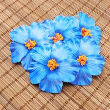 Dec 26, 2019 · grown primarily for its striking, serrated foliage, hibiscus only flowers indoors in temperate regions. 10pcs Hawaii Party Hibiscus Flowers Summer Party Diy Decorations Artificial Flowers Hula Girls Favor Hair Decoration Flower Special Discount 39be21 Goteborgsaventyrscenter
