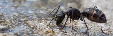 Ameisen mit starken gerüchen bekämpfen. Ameisen In Haus Und Wohnung