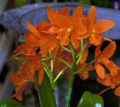 Yang ming garden 2147 palermo ct orange ca 92867. Blc Yang Ming Orange Orchids Vibrant Orange Flowers