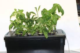 how to make a hydroponic herb garden