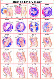 Human Embryology Human Physiology