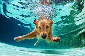 Rescue Dog Rehab How Hydrotherapy Gets Them Back On Their