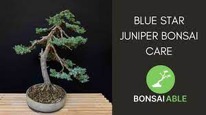 blue star juniper bonsai care