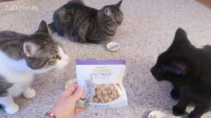 Trader joe's has a sensitive digestive version of dry cat food that is the best. Trader Joe S Cat Treat Review And Taste Test Youtube