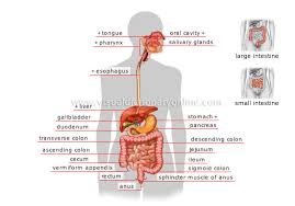 Human Being Anatomy Digestive System Image Visual