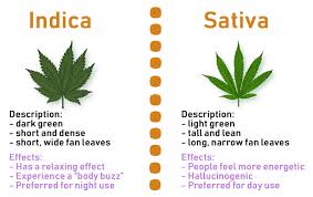 Indica Sativa Or Hybrid Which Strain Is Best For You