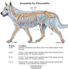 Canine Acupressure Pancreatitis Meet Ben