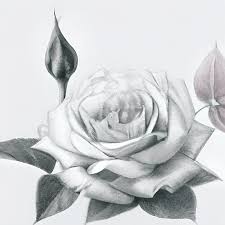 rose buds pencil drawing fine art
