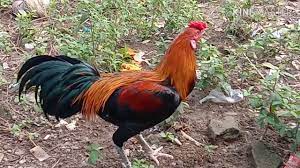 1 2 … 14 next. Boston Peru Magon Ninja Ayam Filipina Bangkok Ayam Petarung Boston Pure Peruvian Youtube