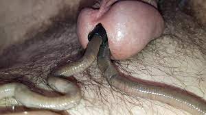 2 worm in coCk ! - ThisVid.com