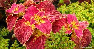 is coleus toxic to cats dogs horses