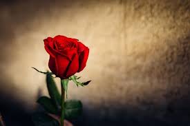 closeup of a beautiful red rose