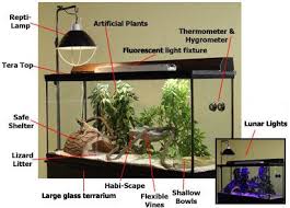 Bearded Dragon Habitat A Guide On The