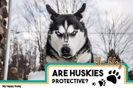 She's adorable until you try to take anything away from her. Are Huskies Protective Will They Protect You The Truth My Happy Husky