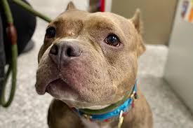 pit bull returned to new jersey shelter