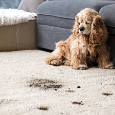 area rug cleaning broomall pa