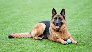 german shepherd wallpaper hd german