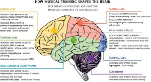 Three subsections called brodmann areas generally make up the primary somatosensory cortex. Frontiers How Musical Training Shapes The Adult Brain Predispositions And Neuroplasticity Neuroscience