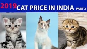 Join millions of people using oodle to find kittens for adoption, cat and kitten listings, and other pets adoption. Price Of Cat In India L Cost Of Cats In India L Kitten Price 2019 L Part 2 Cats Youtube