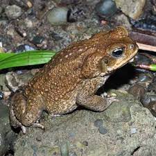 are toads in gardens good or bad