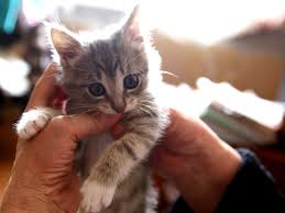 Ensure that females are properly vaccinated. Cerebellar Hypoplasia In Kittens Bethel Community Pet Hospital