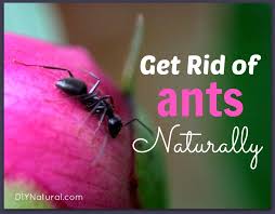 Ants Naturally With Homemade Ant Bait