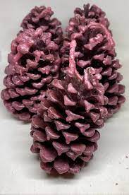 Scented Pine Cone Fire Starters Fire
