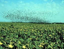 Image result for pictures of bird damage research plots