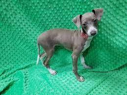 Please take a few minutes and look around. Italian Greyhound Puppies Petland Pensacola