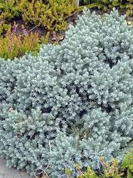 juniperus squamata tropical blue