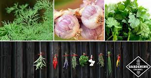 List Of Herbs From A To Z Gardening